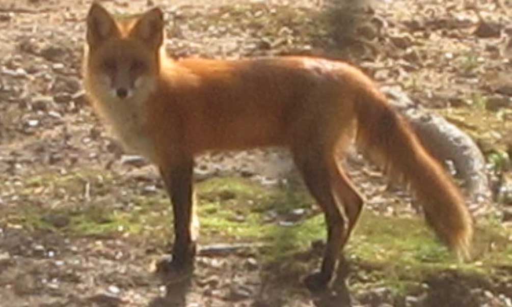 fox in yard